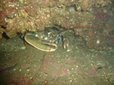 Farnes 056.jpg